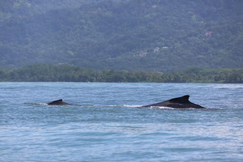 Bahia Aventuras Combo Tour Costa Rica